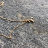 baran